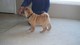 Cachorros Shar-Pei disponibles - Foto 1