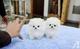 Dos adorables cachorros de Pomerania para tu hogar - Foto 1