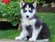 EEEEE...REGALO..Cachorros De Husky Siberiano Para Adopción b c - Foto 1