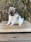 Encantadores cachorros de pomerania disponibles - Foto 1
