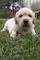 Goldeen retrieverss cachoritos
