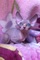 Hermosos gatitos Sphynx de pura raza - Foto 1