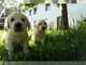 Labradores para adopcion