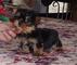 Lindos cachorros de yorkie terrier para adopción
