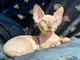 Lindos gatitos sphynx para adopcion