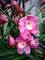 Orquídeas cymbidium