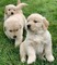 Preciosos cachorros de golden retriever de pura raza