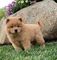 Regalo cachorros de chow chow