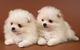 Regalo cachorros de pomerania