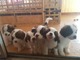 Adorables cachorros de San Bernardo, - Foto 1