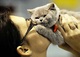 Afectuosos gatitos británicos de pelo corto para regalo - Foto 1