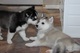 Bbbbbonitos cachorros de husky siberiano para regalo