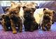 Beautifu CAIRN TERRIER PUPS ?? - Foto 1