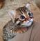 Bonitos gatitos de bengala para adopción,,,,,,,oiuy - Foto 1