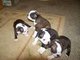 Boston spaniel cachorros macho y hembra en venta - Foto 1