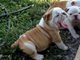 Cachorro de bulldog ingles de 13 semanas en venta - Foto 1