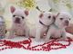 Cachorros bulldog francés lila y tostado,