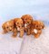 Cachorros cavachon color cafe miniatura en venta