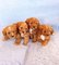 Cachorros Cavachon Color Cafe Miniatura En Venta - Foto 1