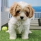 Cachorros de cavachon