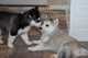 Cachorros de husky siberiano disponibles para adopcióvvv