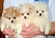 Cachorros de Pomerania para un nuevo hogar - Foto 1