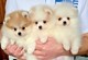 Cachorros de pomerania para un nuevo hogar