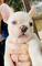 Camada de cachorros bulldog frances en venta - Foto 2