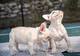 Camada de cachorros bulldog frances en venta - Foto 4