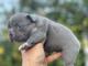 Comprar cachorros bulldog frances lilac ojos azules - Foto 2