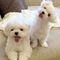 Curioso cachorros bichon maltes