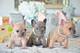 Excelente Bulldog Francés para adopción - Foto 1