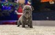 Excelente Bulldog Francés para adopciónc - Foto 1