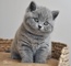 Gatito azul británico de pelo corto