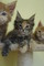 Gatitos de maine coon para adopción - Foto 1