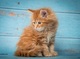 Gatitos maine coon completamente destetados para la venta - Foto 1