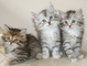 Gatitos siberianos encantadores para regalo - Foto 1