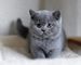 Gratis hermoso gatito británico de pelo corto - Foto 1