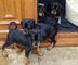 Hermosos cachorros de doberman,