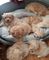 Hermosos cachorros de Maltipoo - Foto 1