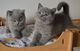 Hermosos gatitos británicos de pelo corto en venta - Foto 1