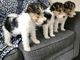 Increíbles cachorros de fox terrier de pelo de alambre