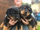 Increíbles cachorros de rottweiler para regalo..uiy