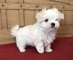 Lindos cachorros bichon maltés.hjjk98