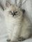 Magníficos gatitos siberianos para regalo......lkjh