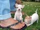 Perrito bebe de chihuahua albino en venta