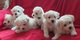 Perritos bichon frise bebes para la venta - Foto 1