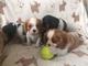 Perritos cavalier king charles spaniel cachorros color blanco y