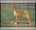 Perro basenji pura raza pelo corto macho en venta
