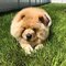 Preciosos cachorros de chow chow en venta para navidad